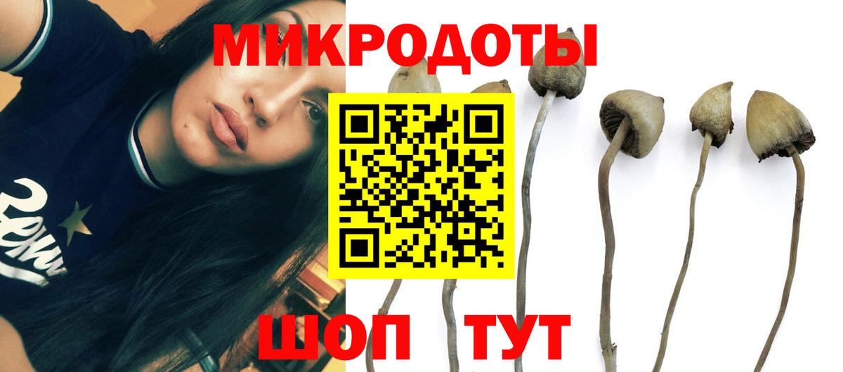 Каспийск  Псилоцибиновые грибы Psilocybine cubensis  Вход с VPN 